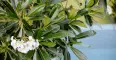 Frangipani detail